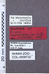 Etiketten zu Dima macedonica (NHMW-ZOO-COL-0008732)